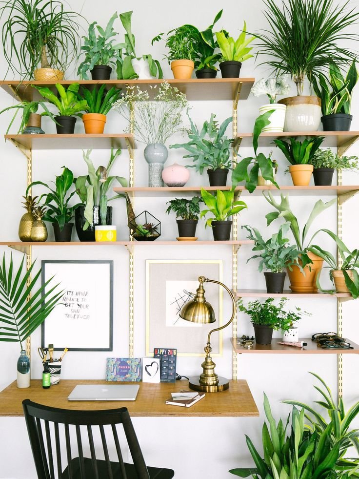 How to Use Indoor Plants to Enhance Your Interior Decor